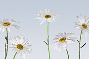 Daisy Wallpaper thumbnail image